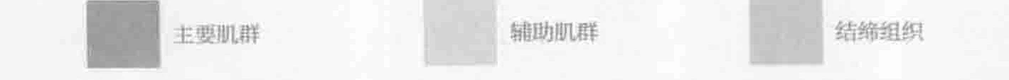 原书肌群与结缔组织灰度图例