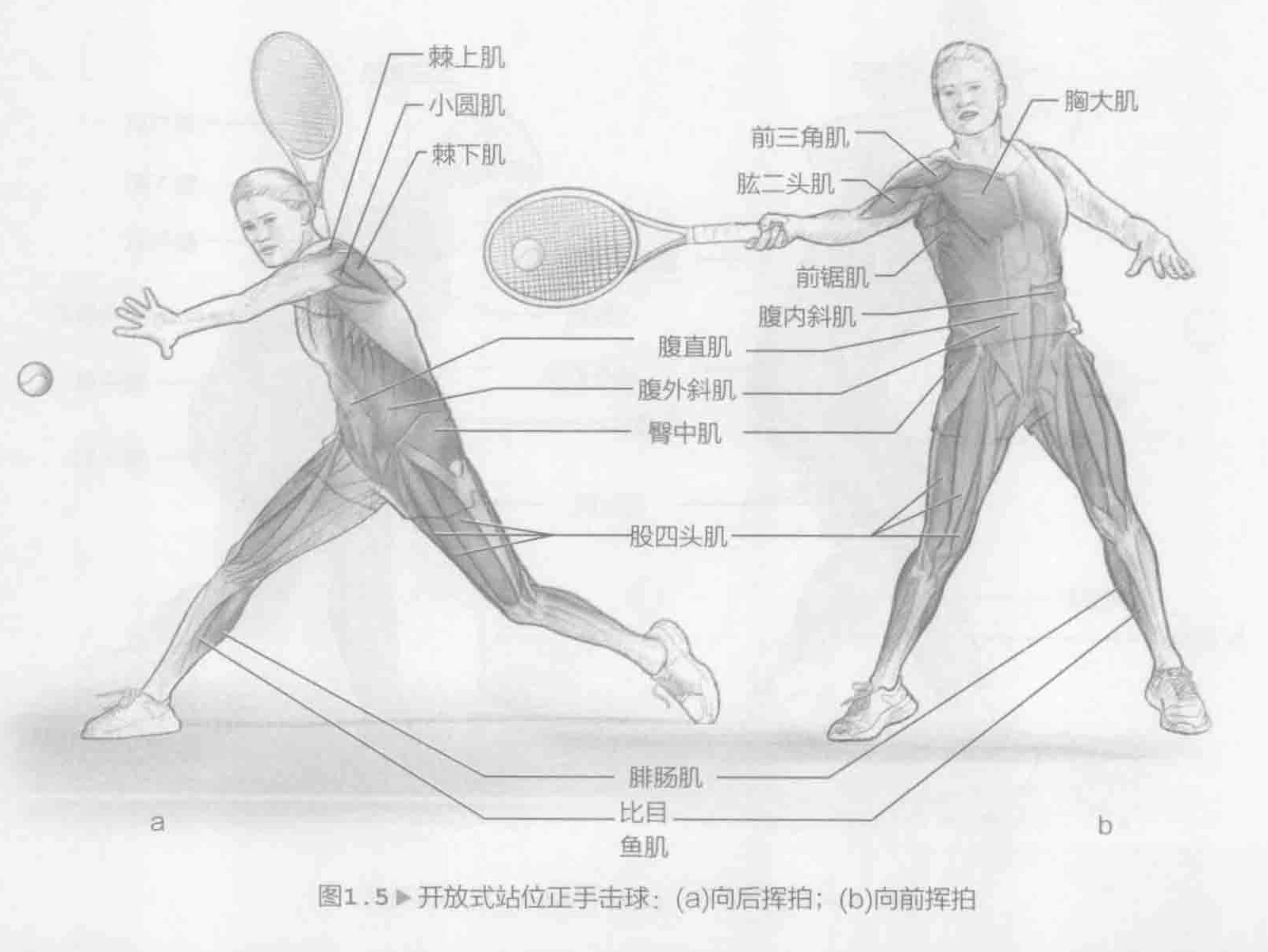 图1.5 开放式站位正手击球：（a）向后挥拍；（b）向前挥拍