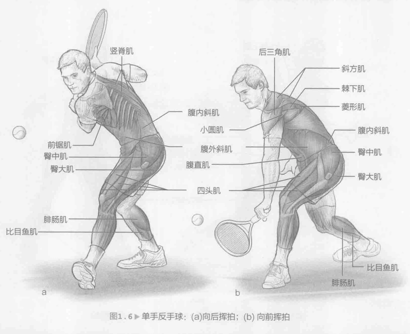 图1.6 单手反手球：（a）向后挥拍；（b）向前挥拍
