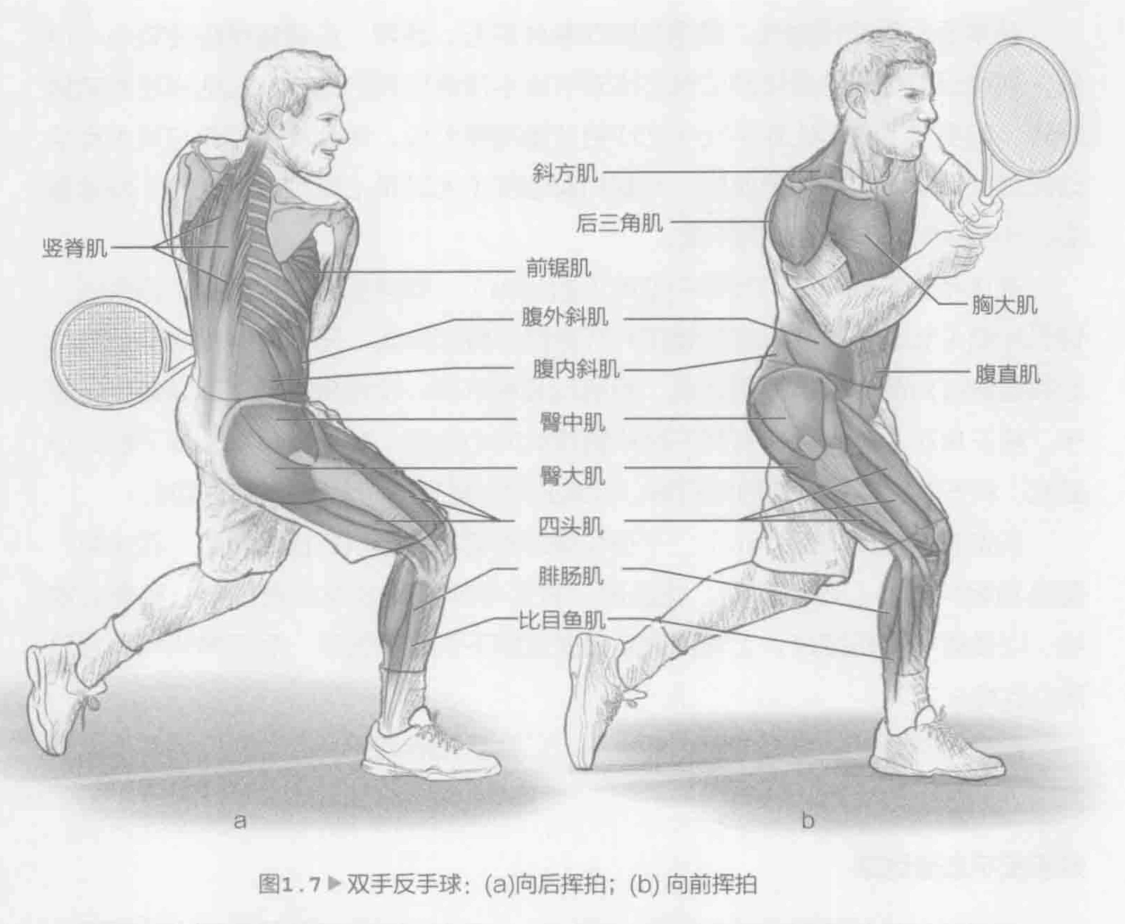 图1.7 双手反手球：（a）向后挥拍；（b）向前挥拍