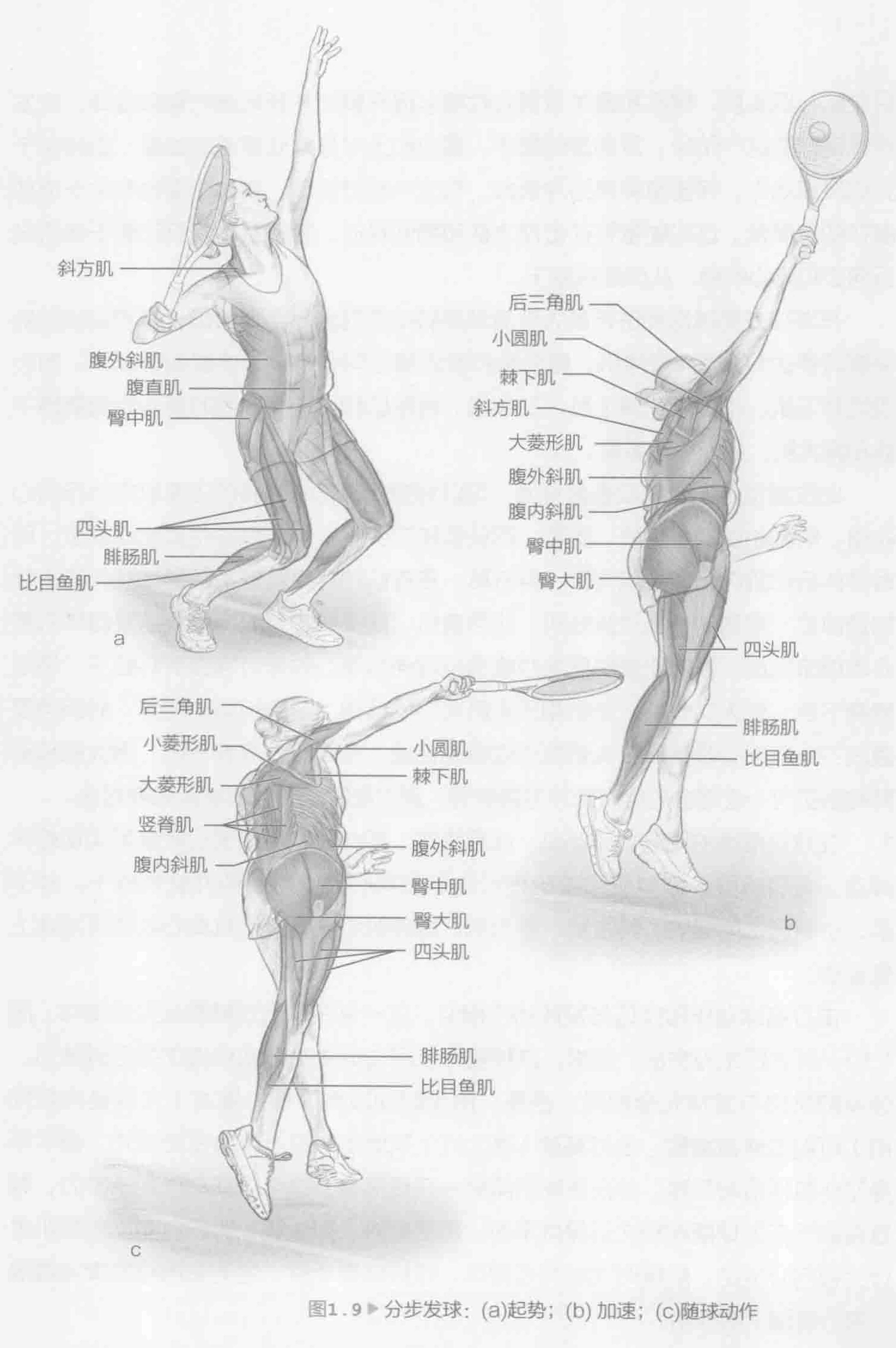 图1.9 分步发球:(a)起势;(b)加速;(c)随球动作