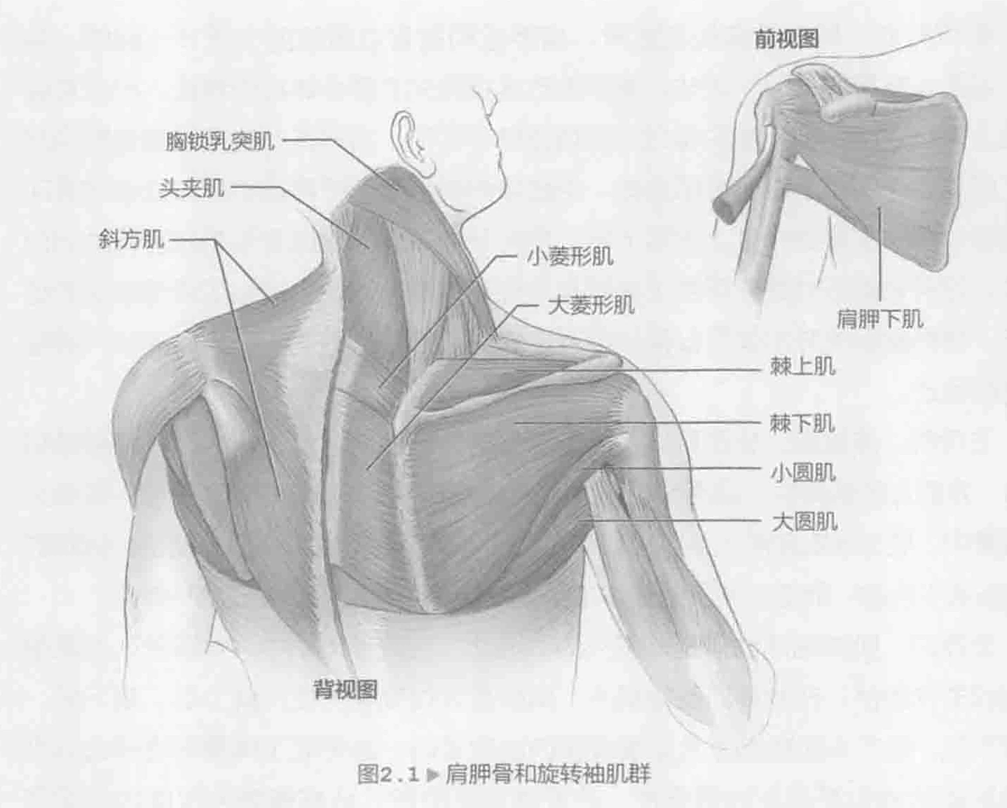 图2.1 肩胛骨和旋转袖肌群