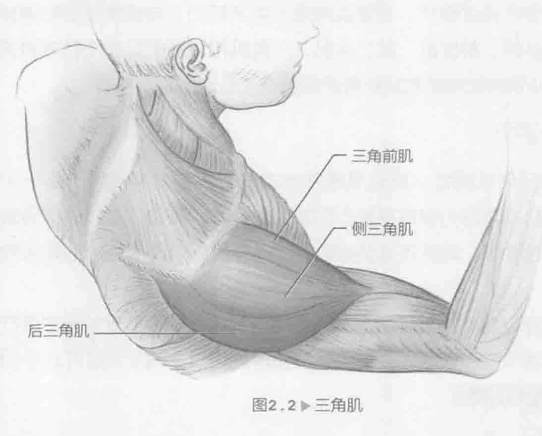 图2.2 三角肌