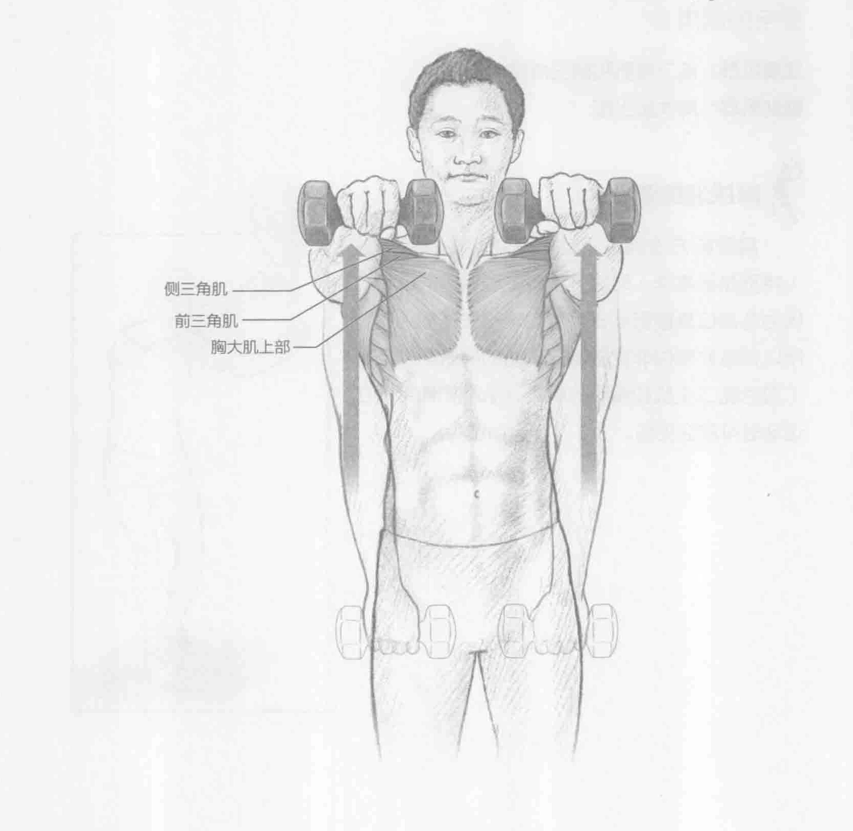 哑铃前平举:动作与肌群