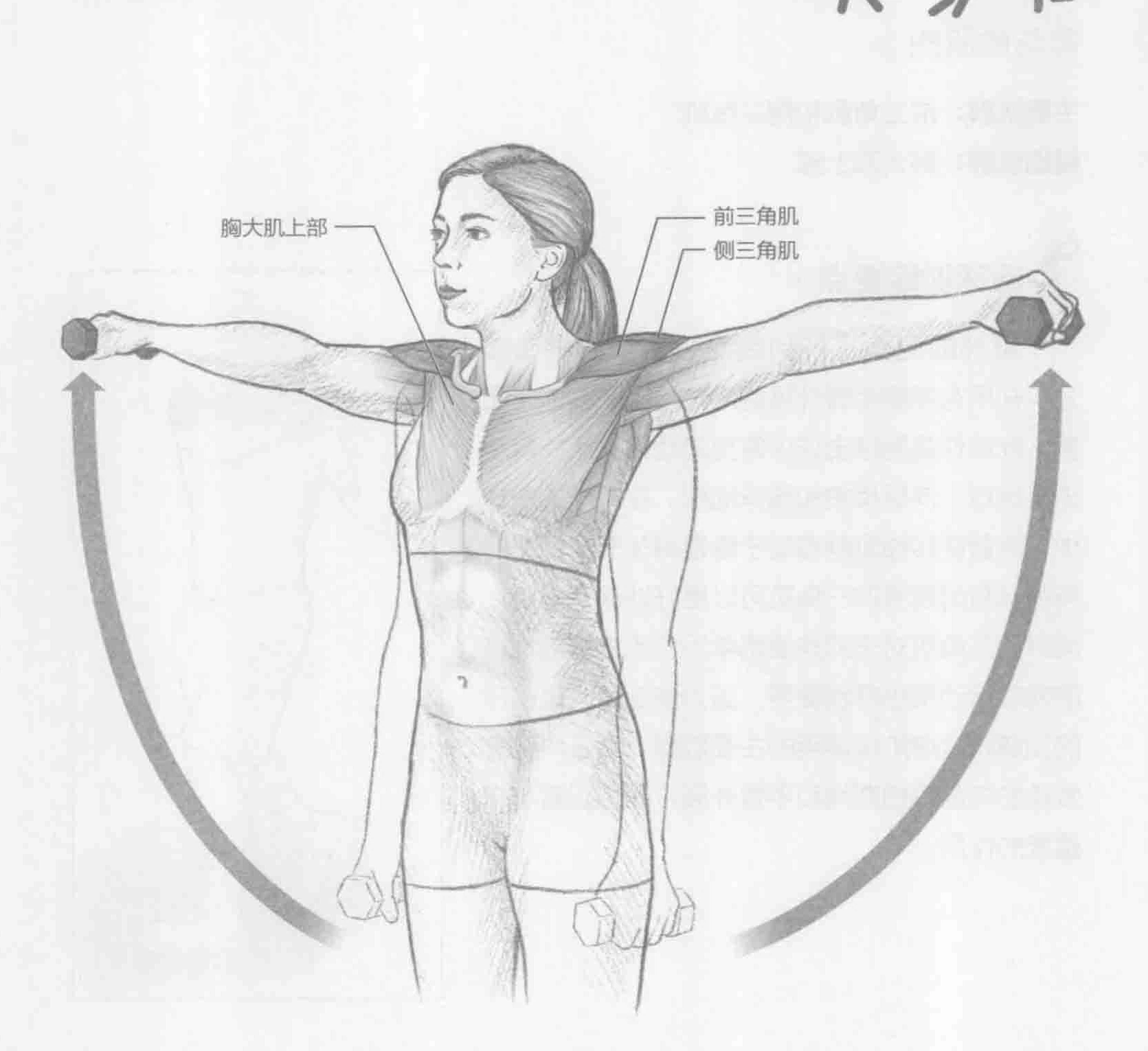 哑铃侧平举：动作与肌群
