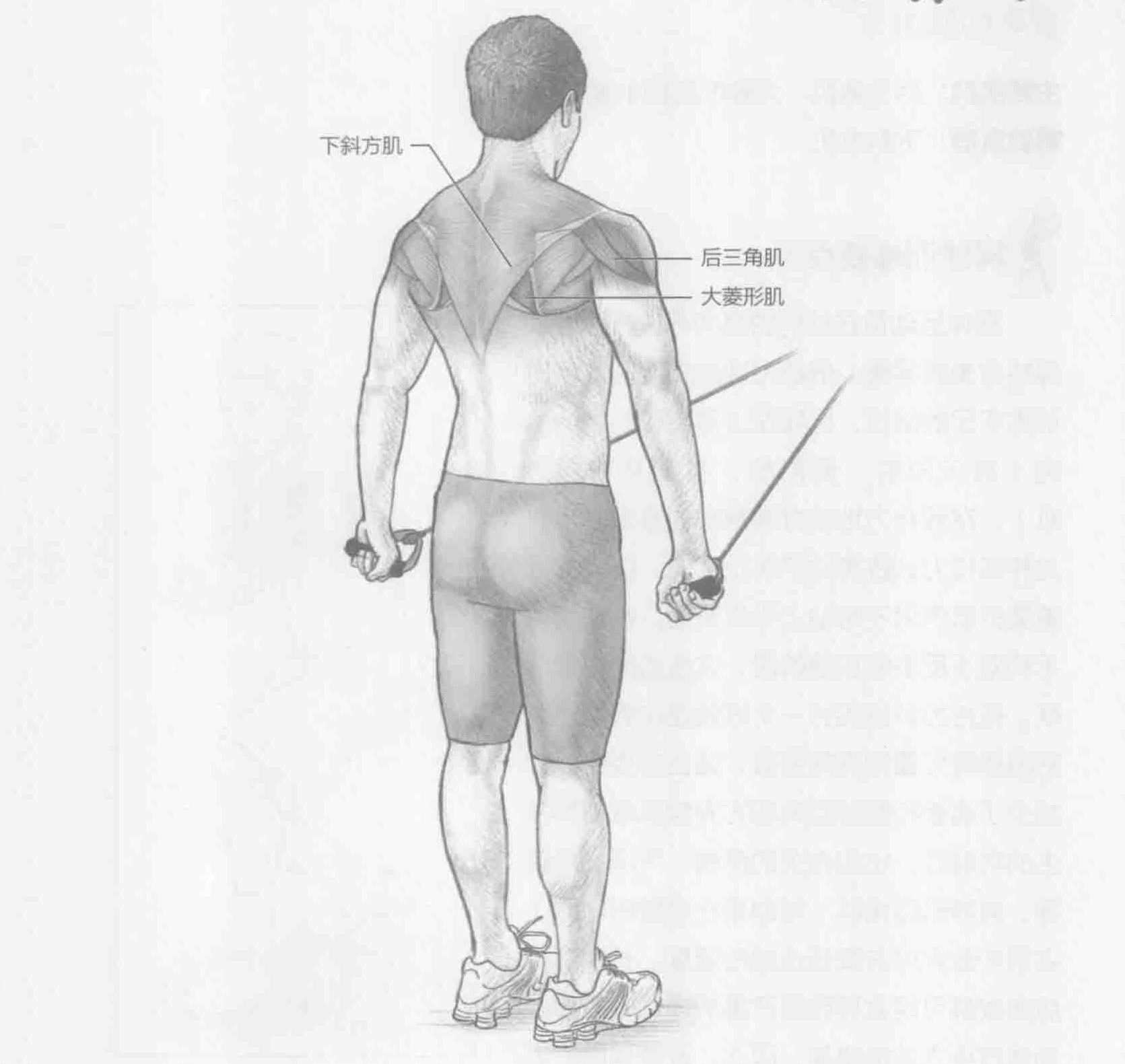 低拉力:动作与肌群