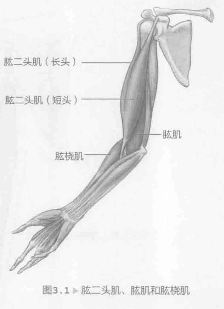 图3.1 肱二头肌、肱肌和肱桡肌