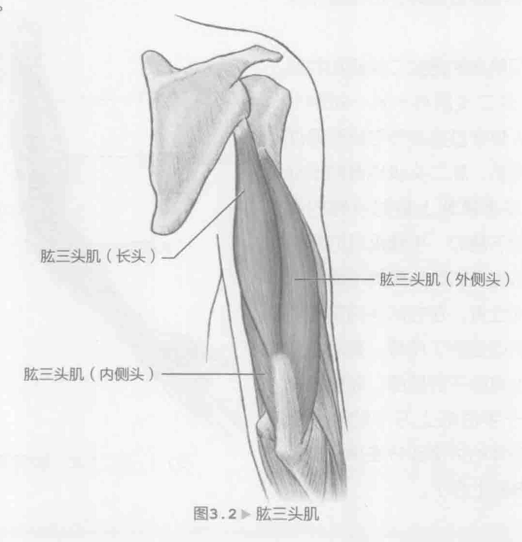 图3.2 肱三头肌