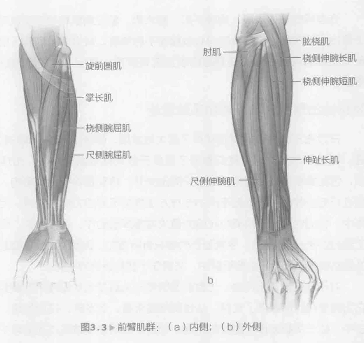 图3.3 前臂肌群:(a)内侧;(b)外侧