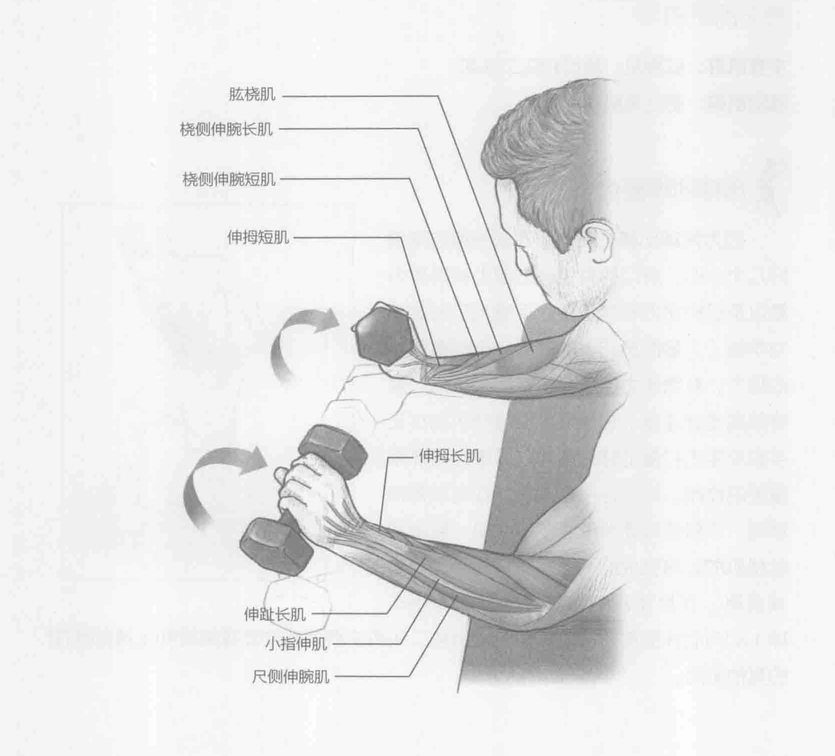 正握腕弯举：动作与肌群