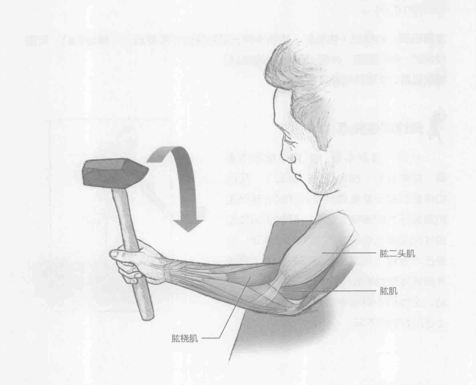 前臂外旋:动作与肌群