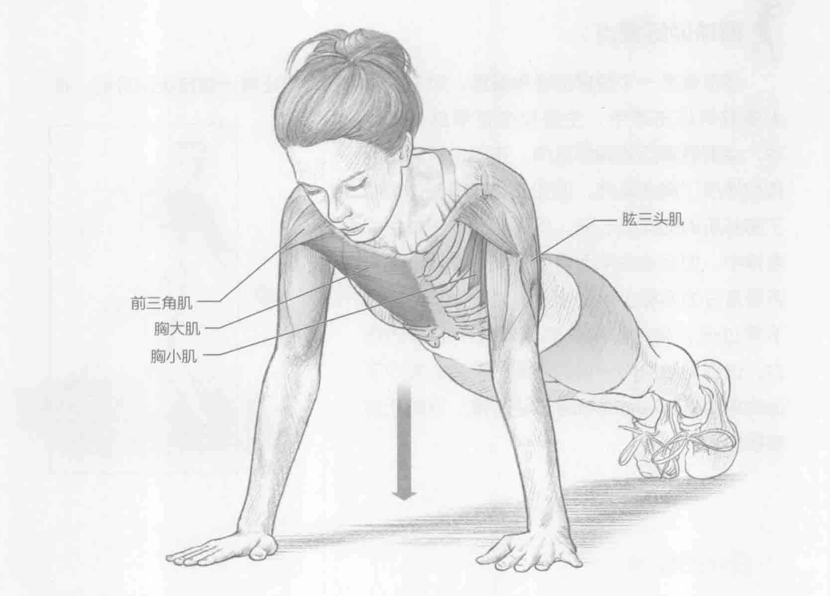 俯卧撑:动作与肌群