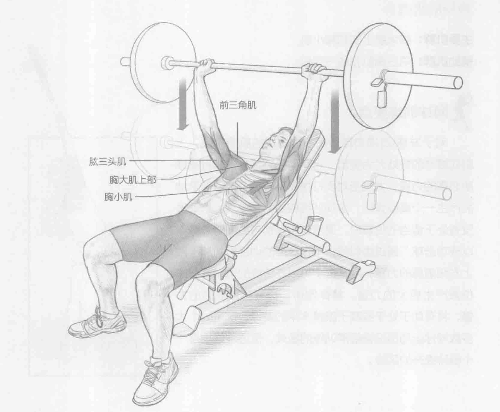 上斜式推举：动作与肌群