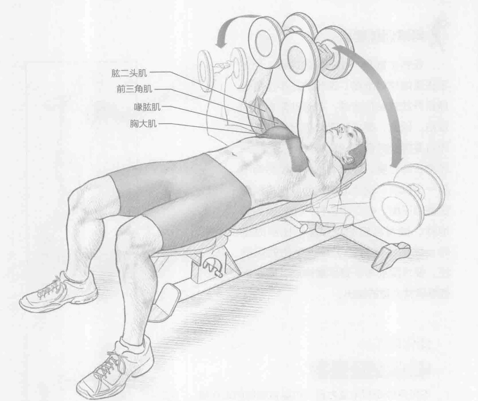 哑铃扩胸:动作与肌群