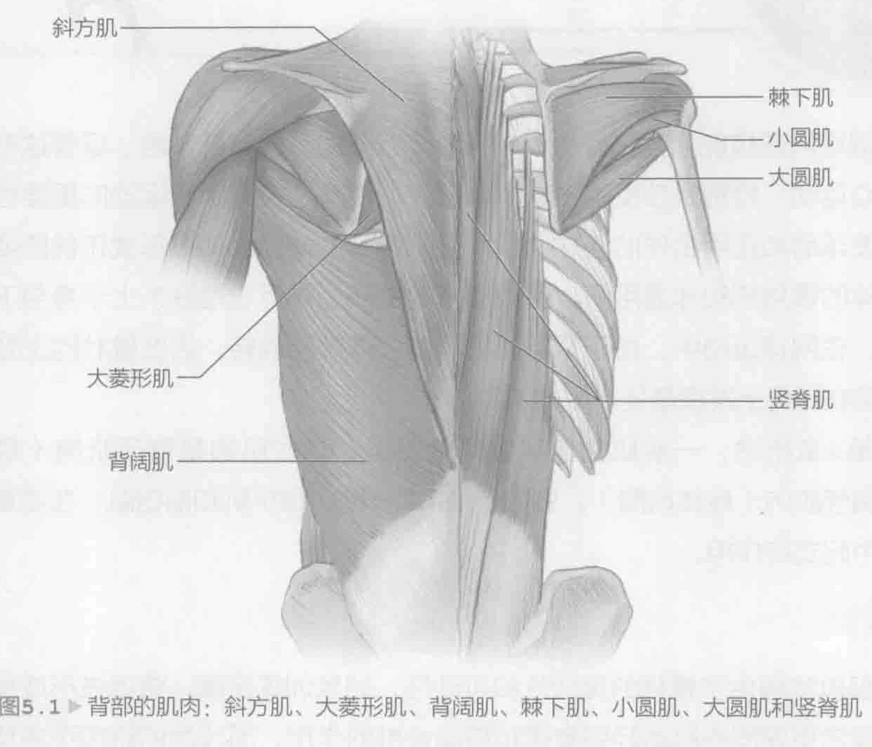 图5.1 背部的肌肉:斜方肌、大菱形肌、背阔肌、棘下肌、小圆肌、大圆肌和竖脊肌