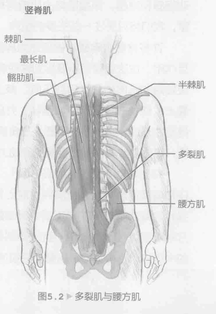 图5.2 多裂肌与腰方肌