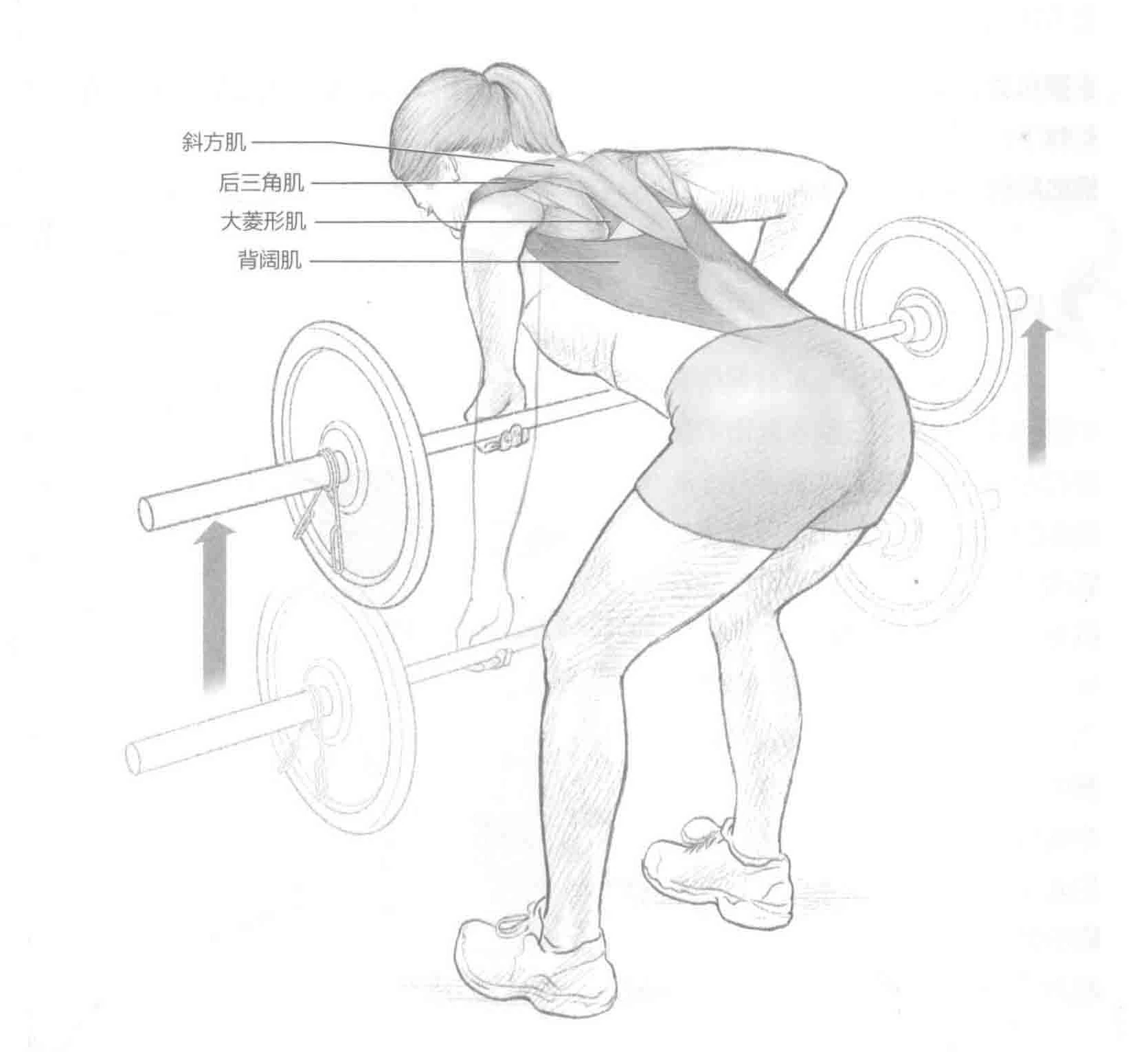 俯身杠铃划船:动作与肌群
