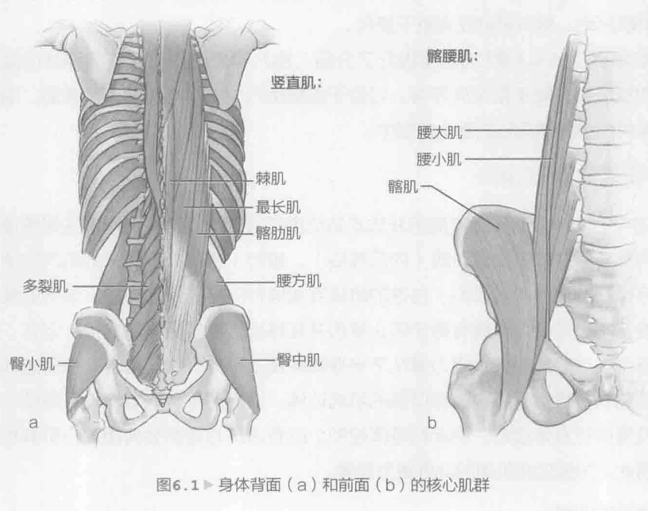 图6.1 身体背面（a）和前面（b）的核心肌群