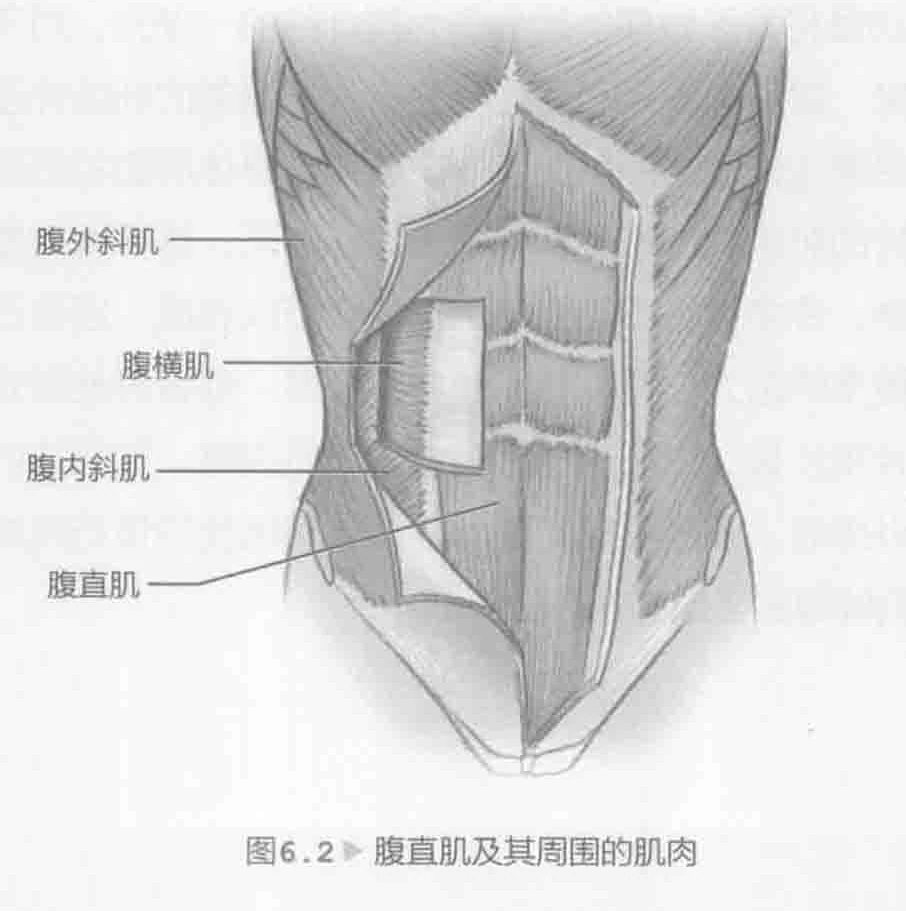图6.2 腹直肌及其周围的肌肉