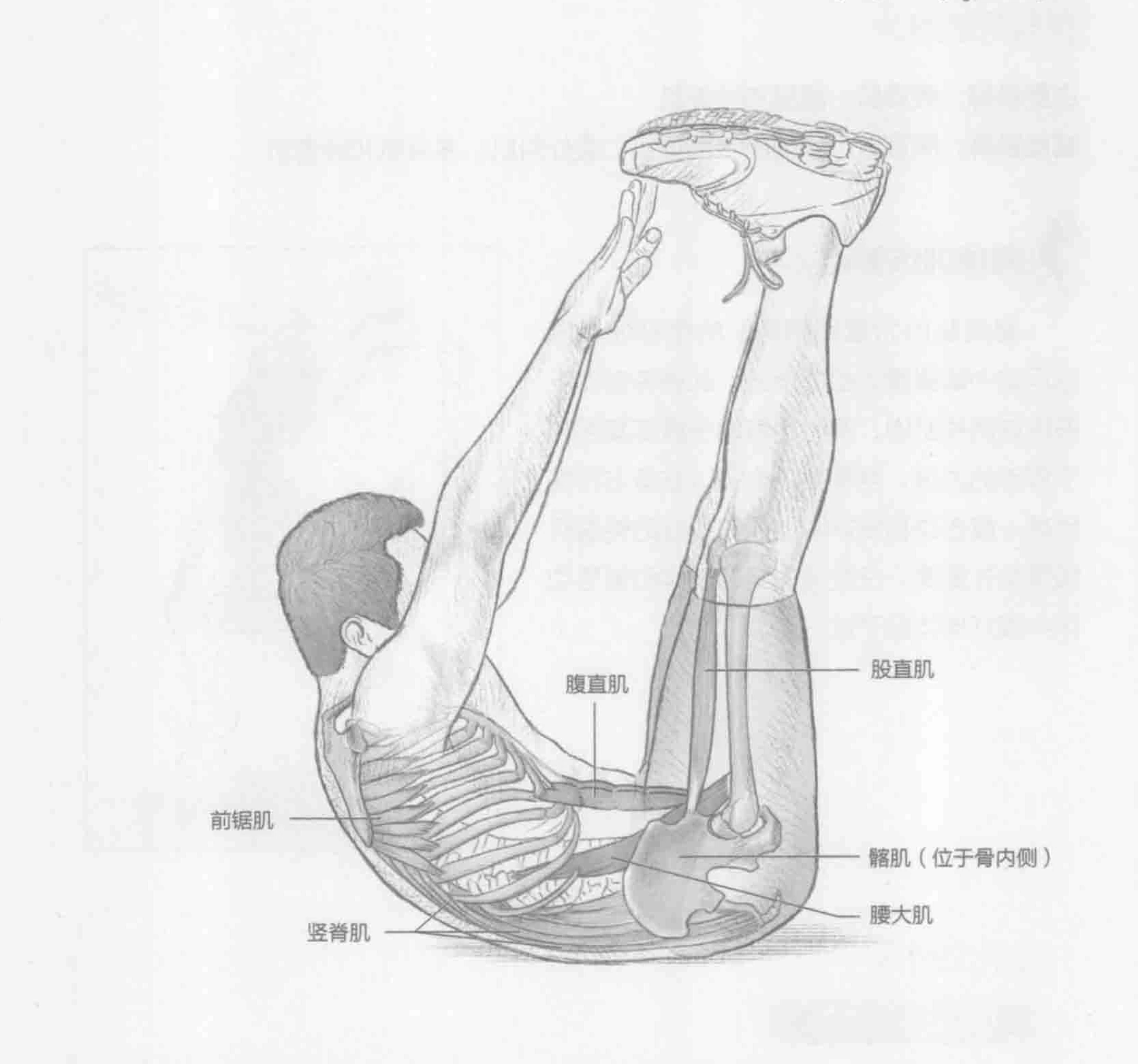 触足卷腹:动作与肌群