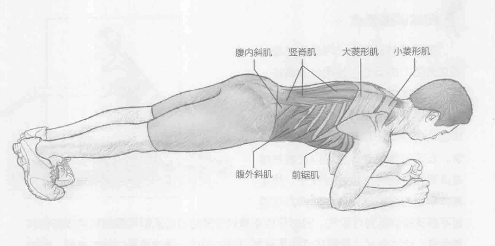 平板支撑:动作与肌群