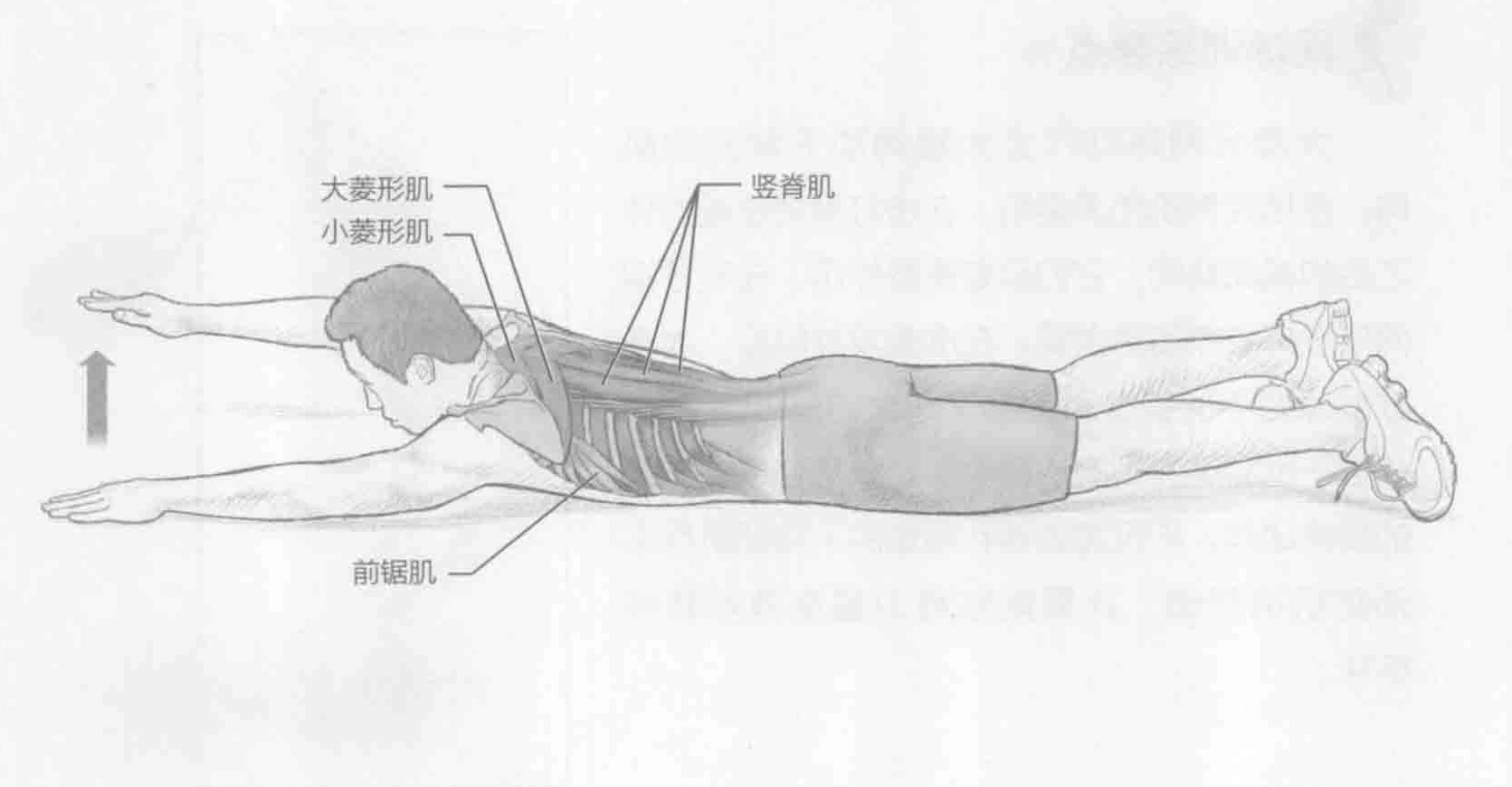 游泳:动作与肌群