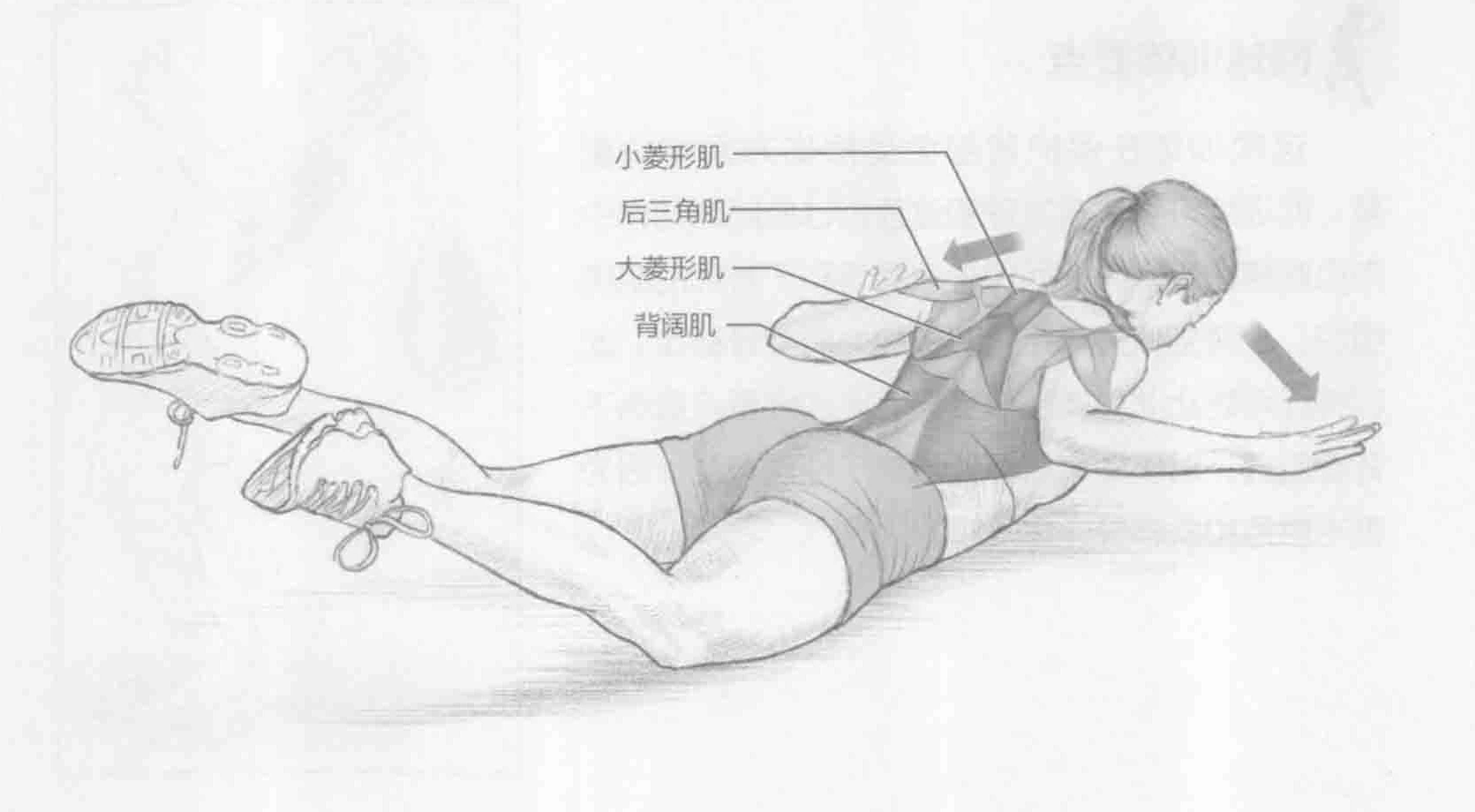 卧雪天使：动作与肌群