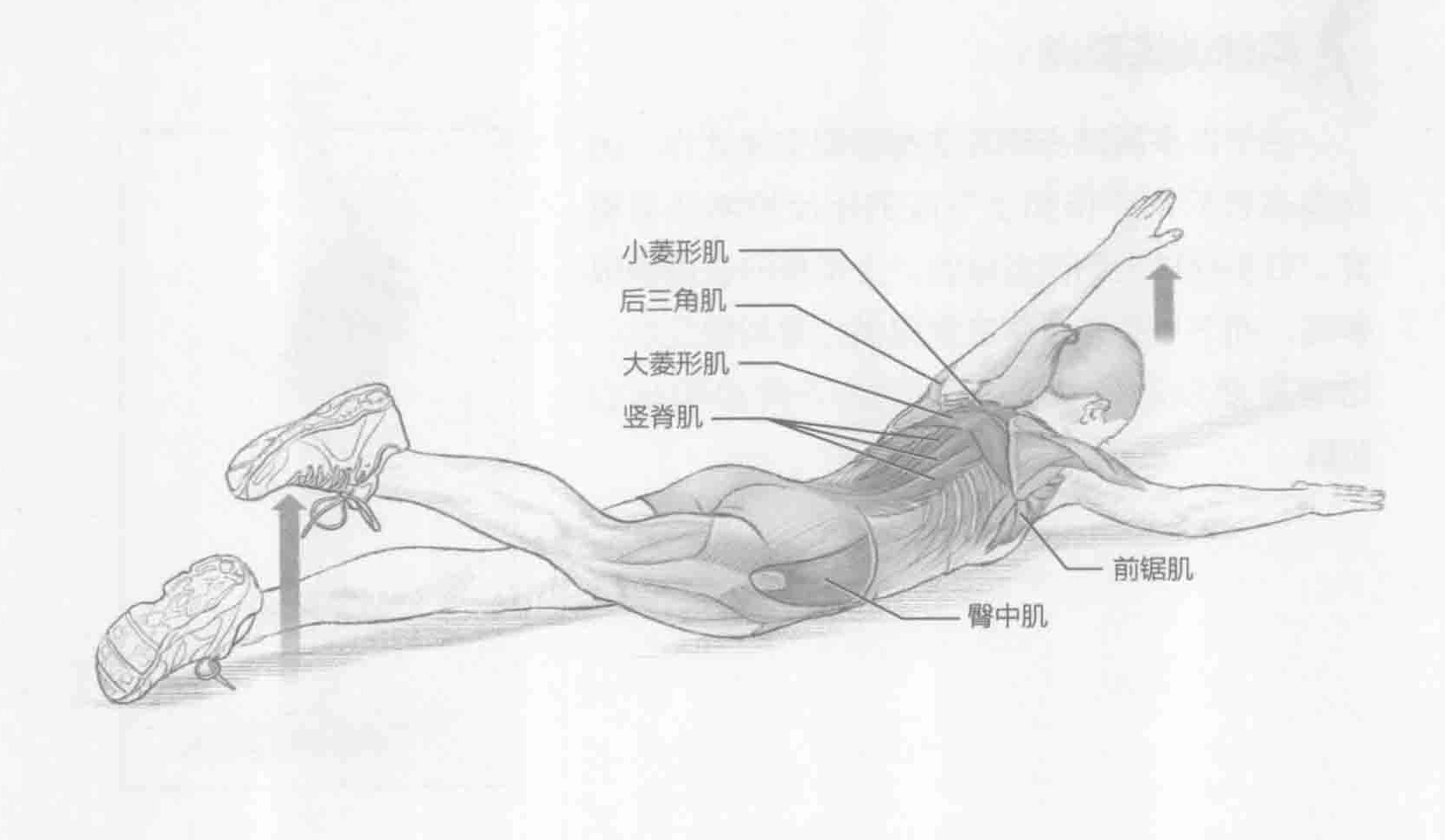 俯卧两头起:动作与肌群