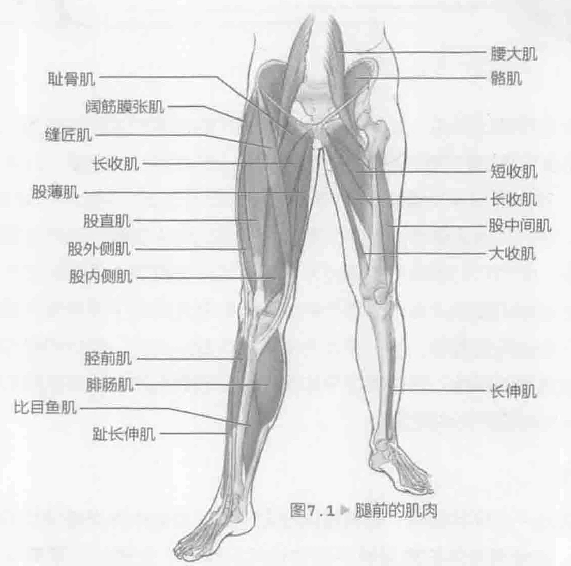 图7.1 腿前的肌肉