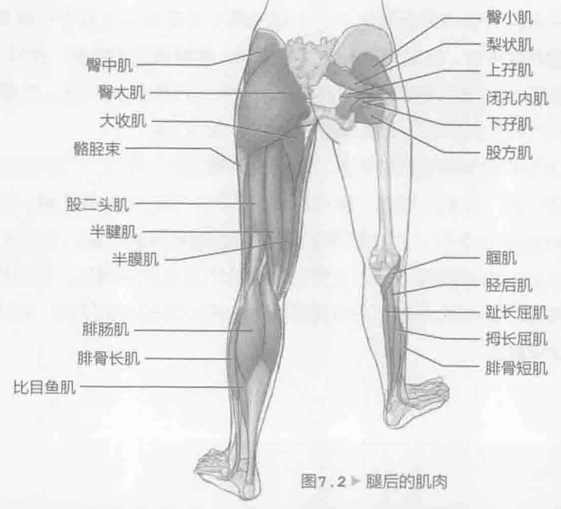 图7.2 腿后的肌肉