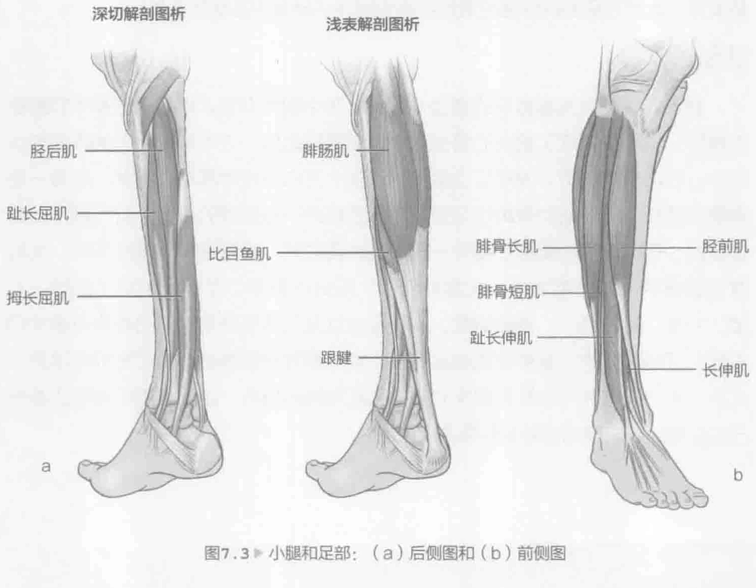 图7.3 小腿和足部:(a)后侧图和(b)前侧图