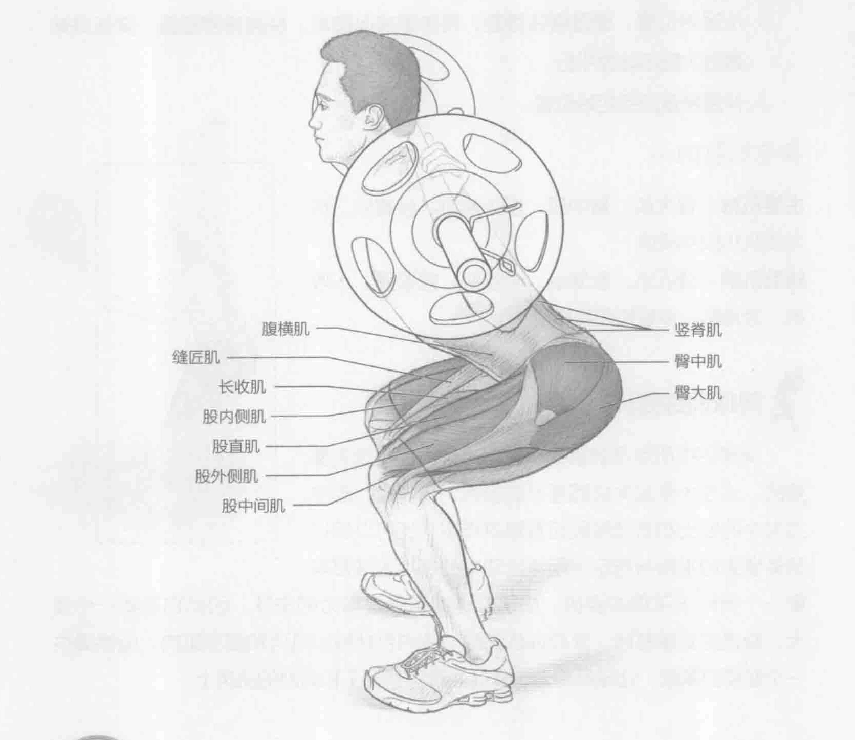 深蹲：动作与肌群