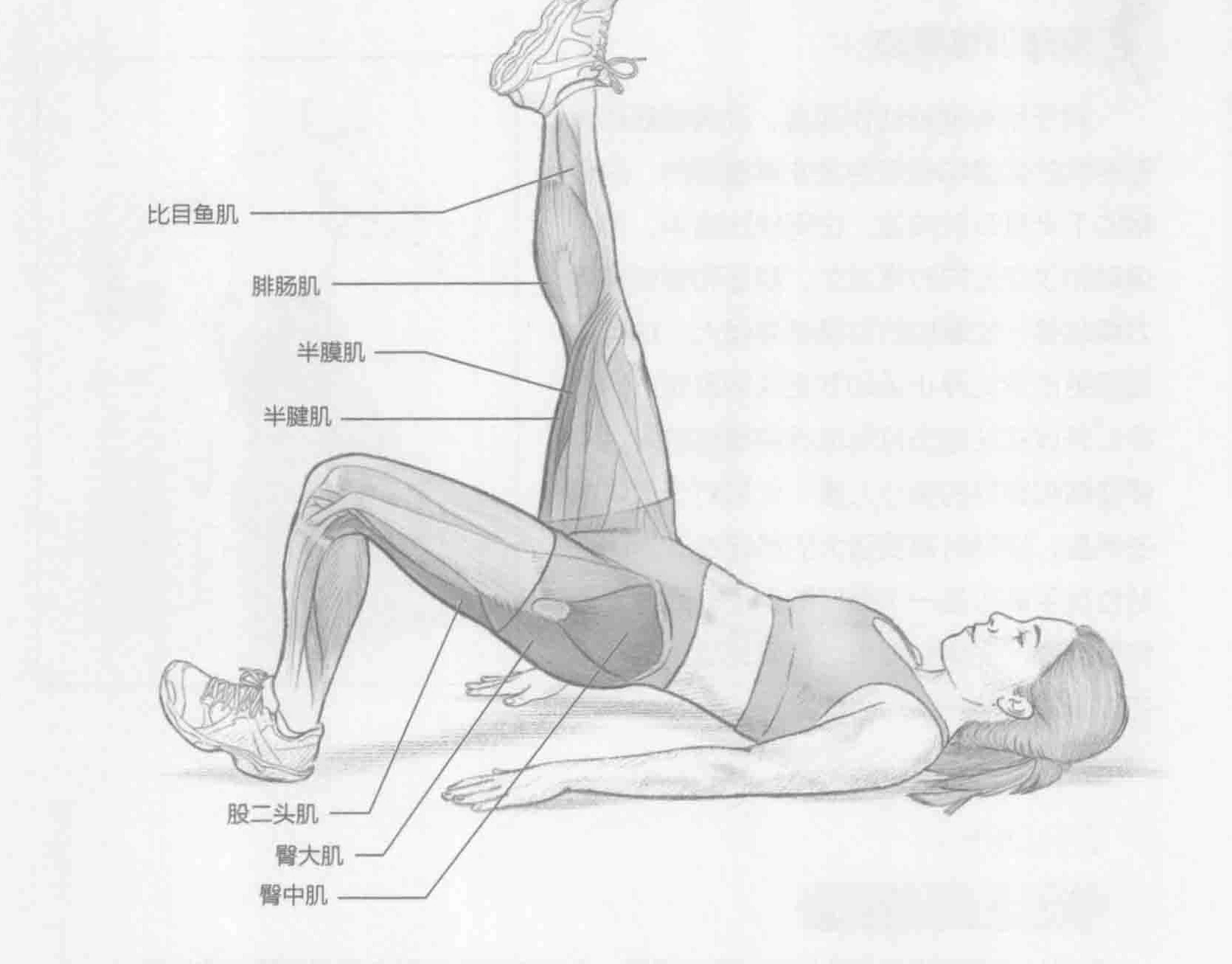 腿筋拉伸:动作与肌群
