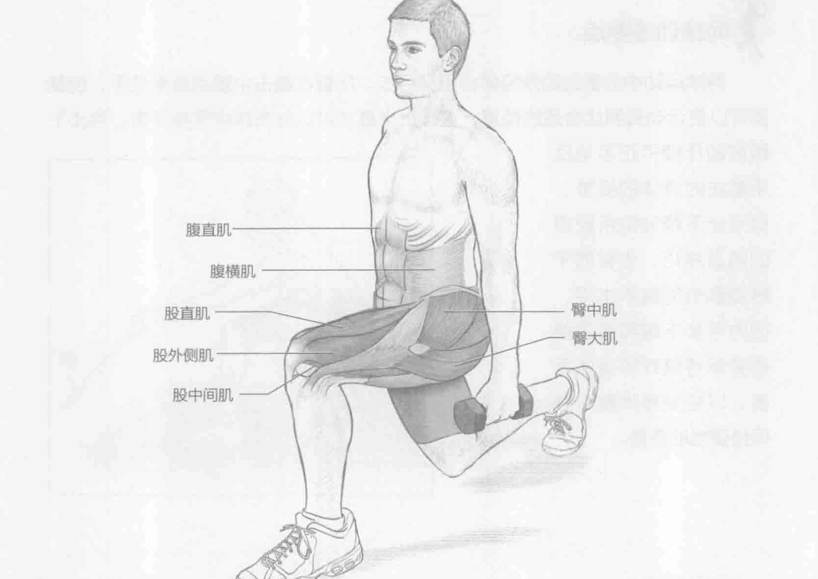 弓步下蹲：动作与肌群
