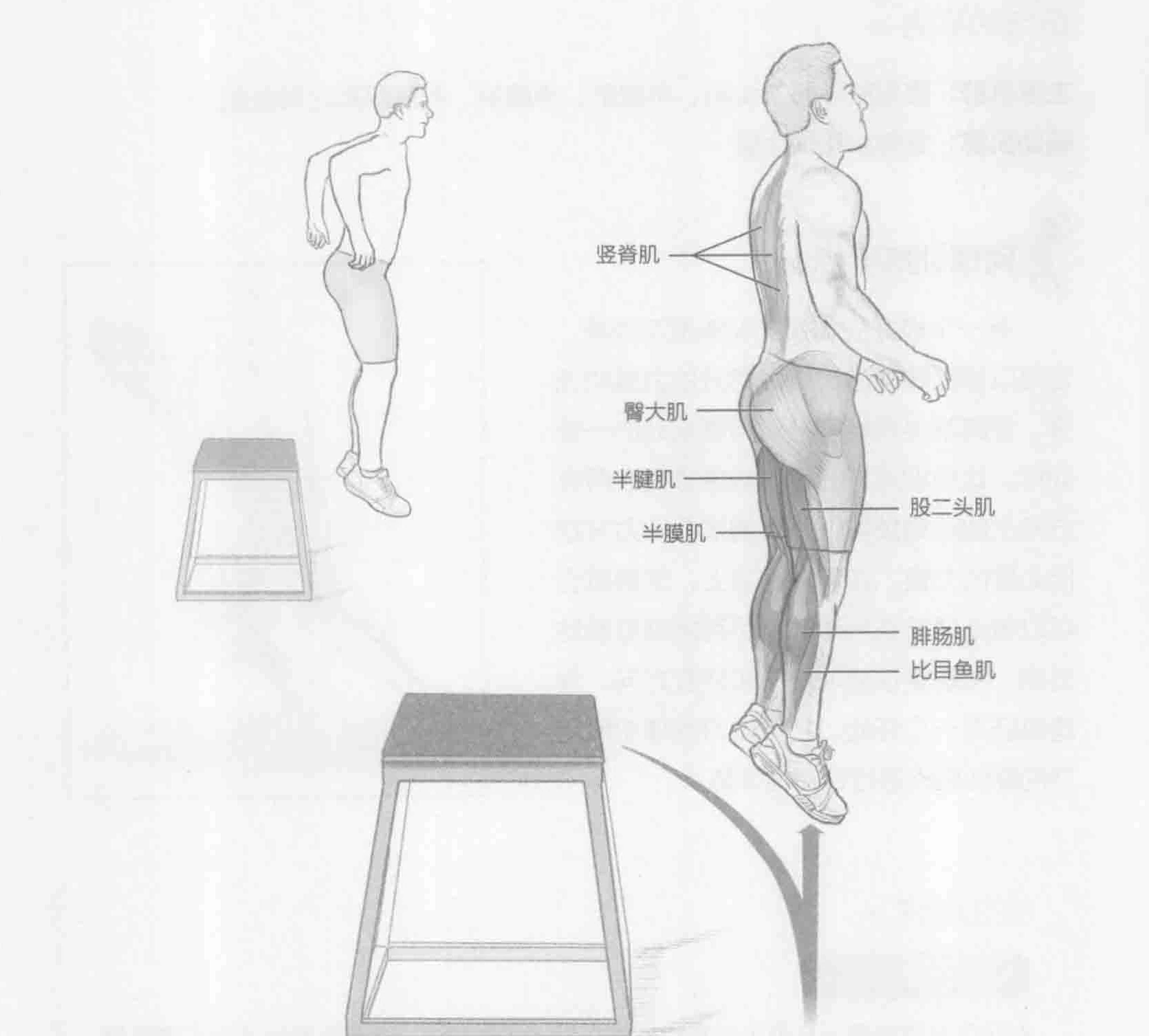 深蹲跳：动作与肌群