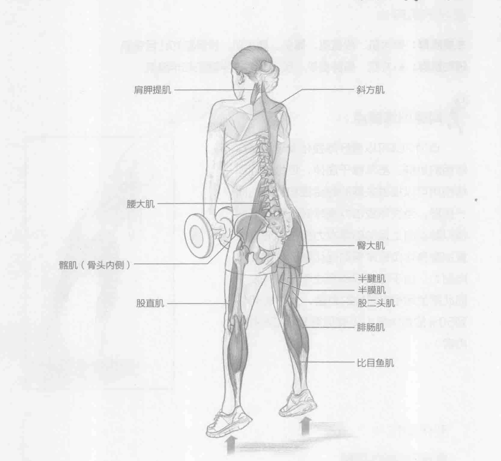 哑铃跳跃耸肩:动作与肌群