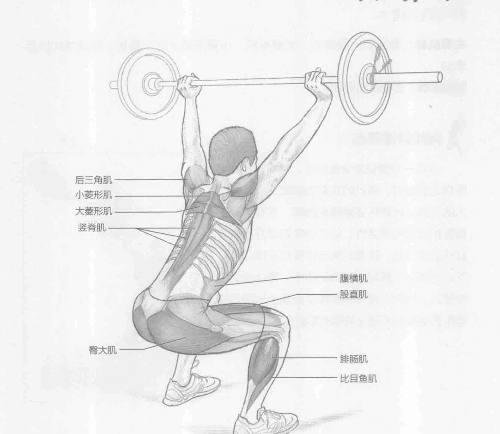 过头深蹲:动作与肌群