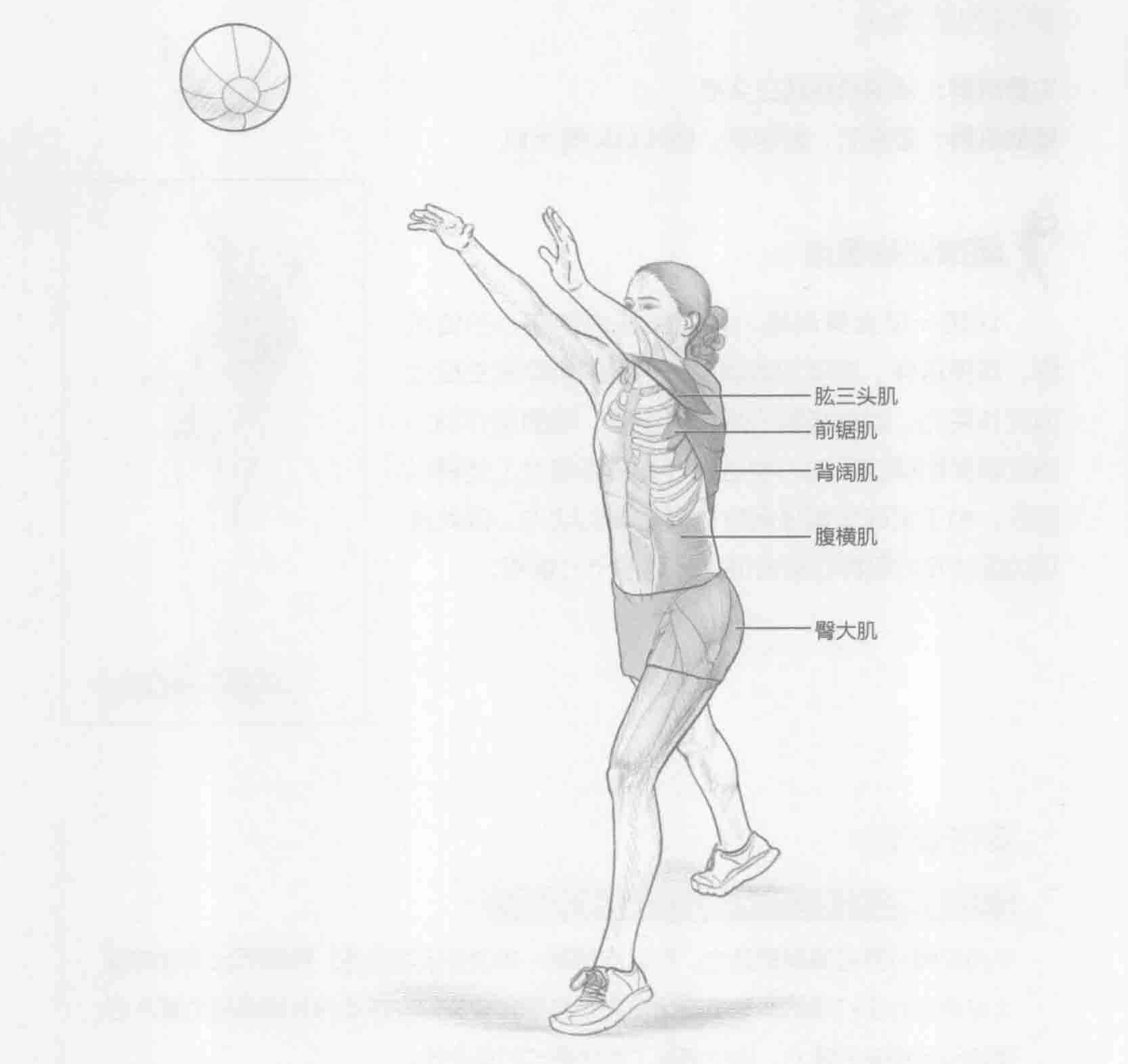 发球健身实心球投掷：动作与肌群