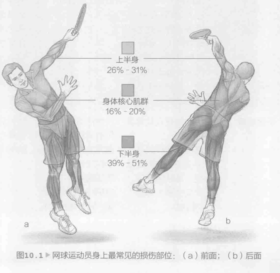 图10.1 网球运动员身上最常见的损伤部位：（a）前面；（b）后面