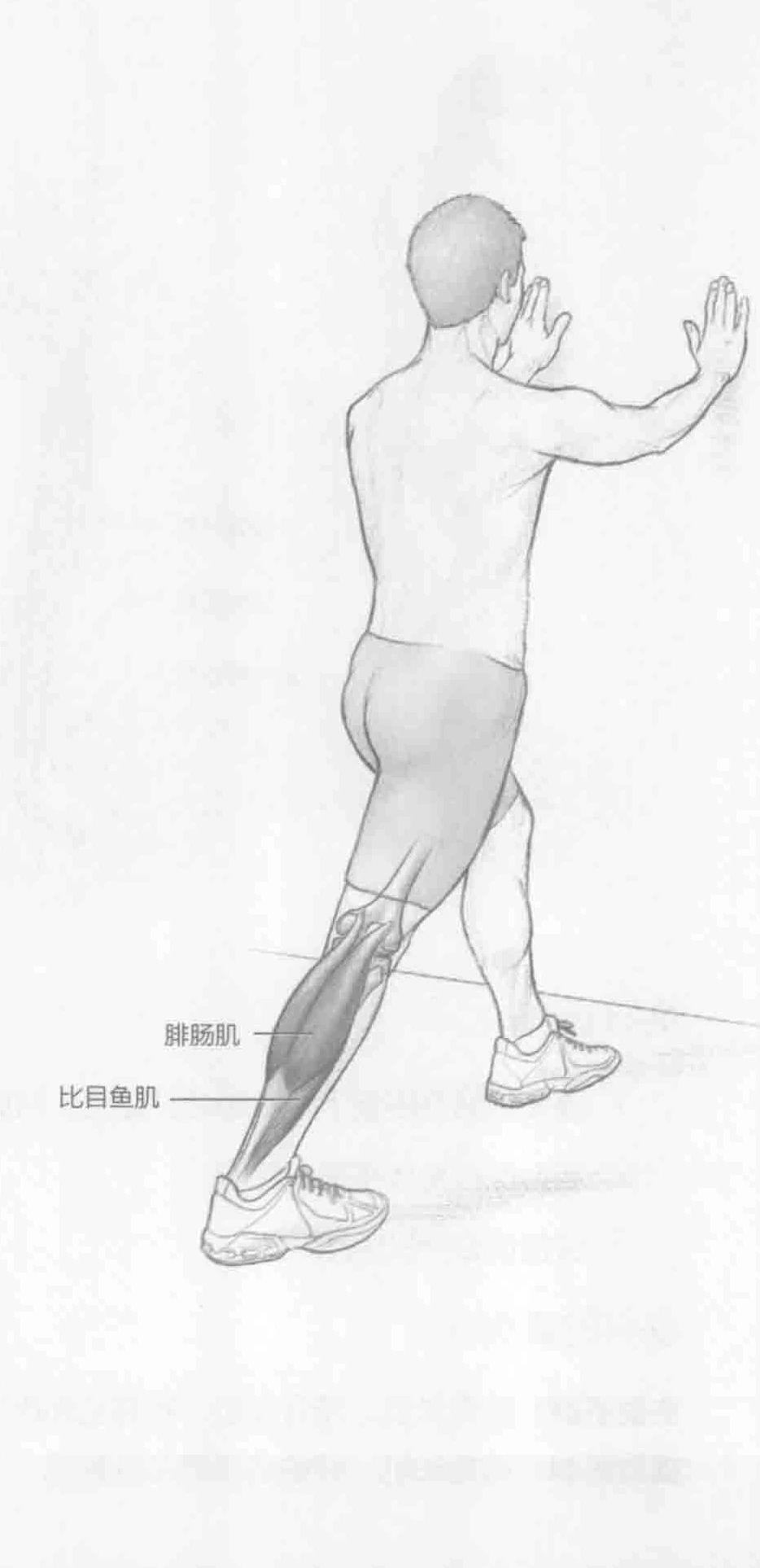 小腿伸展：动作与肌群