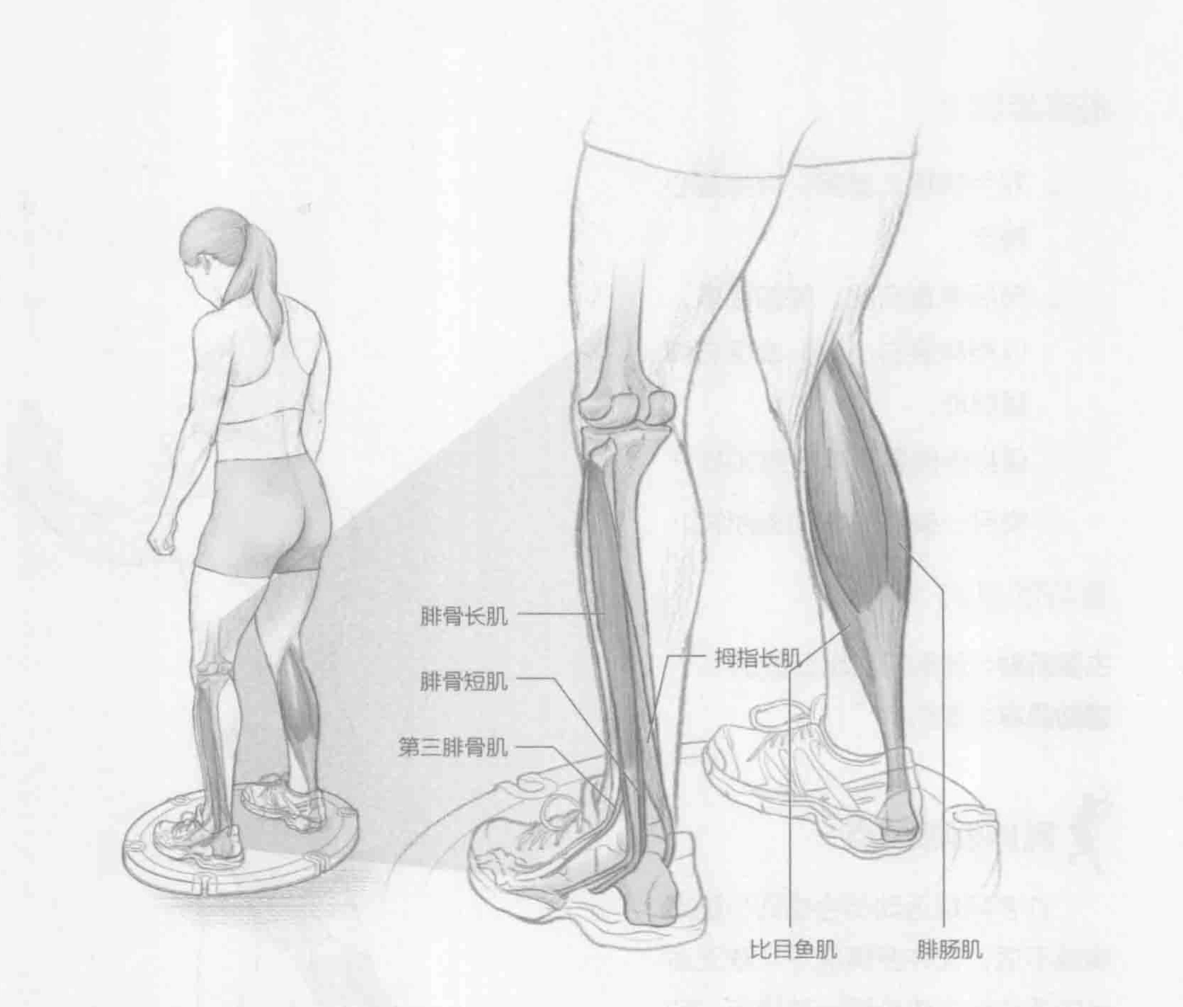 摇板站立平衡:动作与肌群