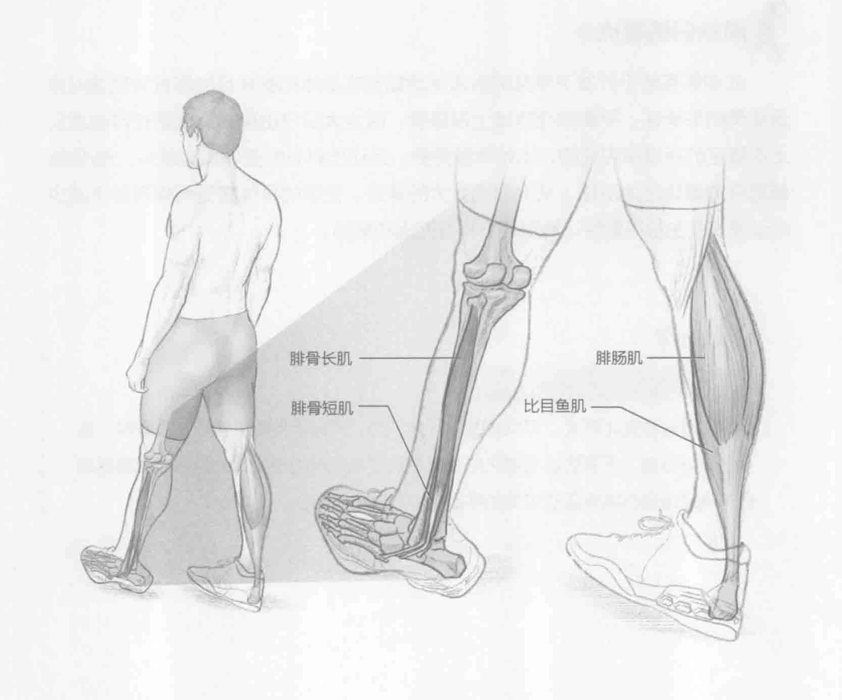 侧脚踝行走:动作与肌群