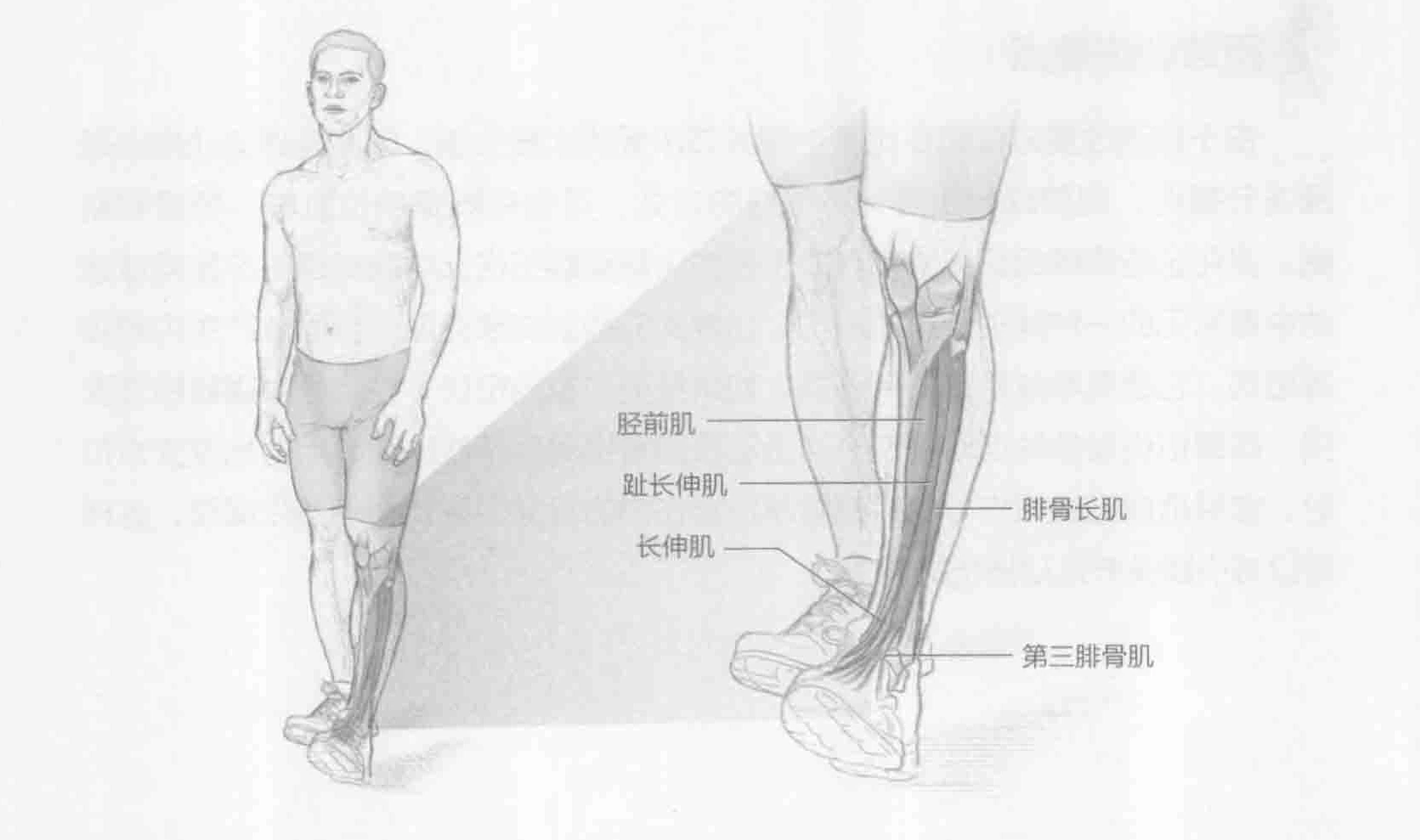 脚后跟行走：动作与肌群