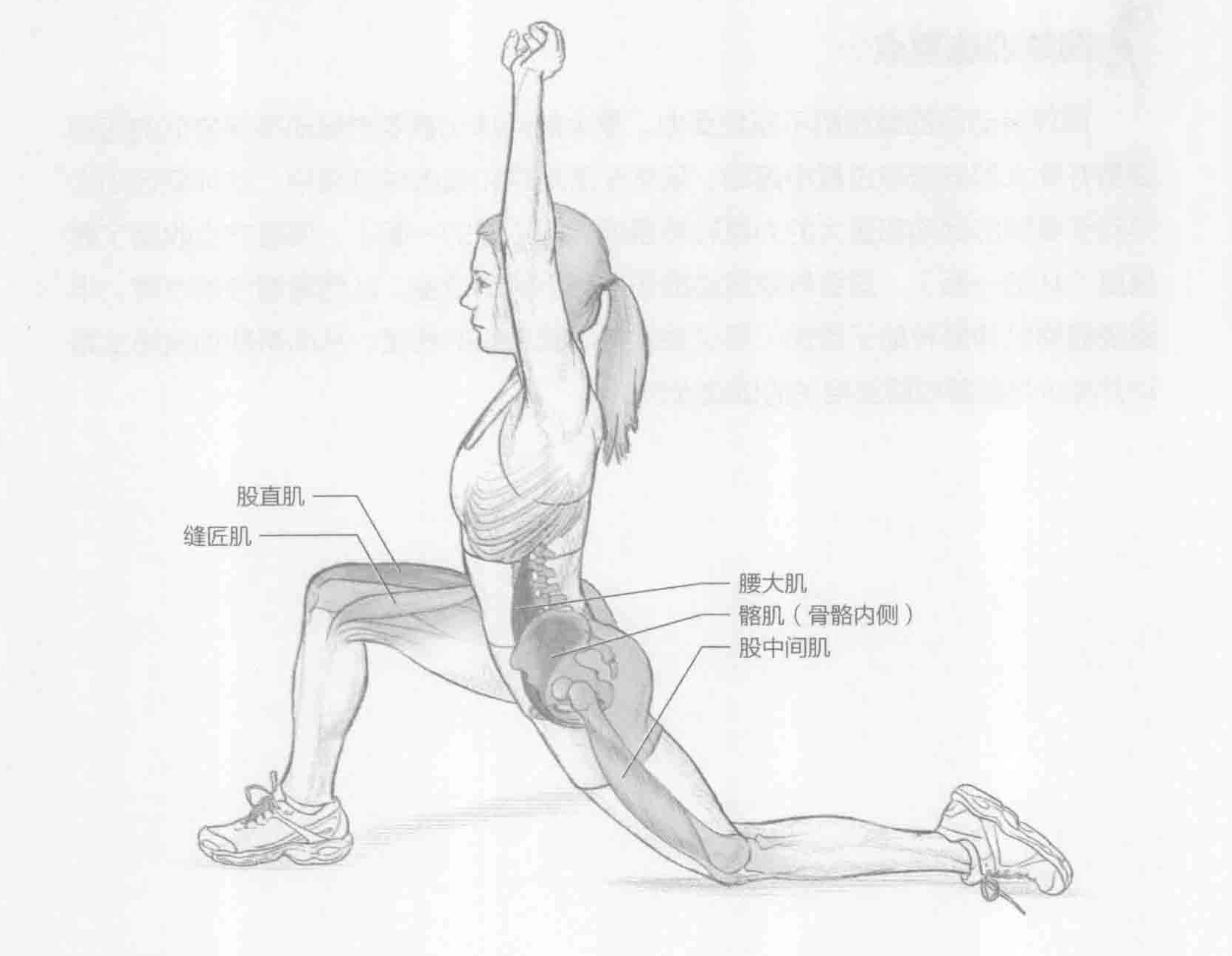 半跪姿髋屈肌伸展:动作与肌群