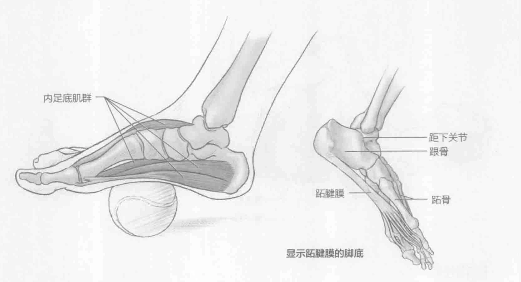 网球按摩:动作与肌群