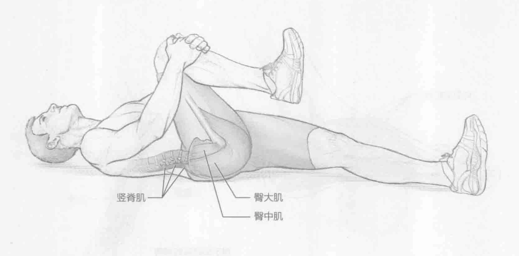 仰卧抱膝伸展：动作与肌群