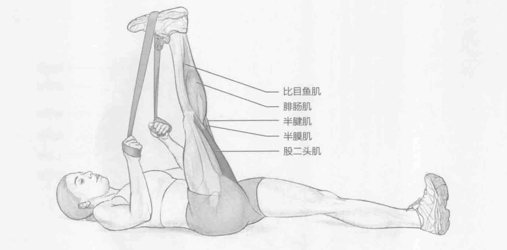 仰卧腘绳肌伸展:动作与肌群