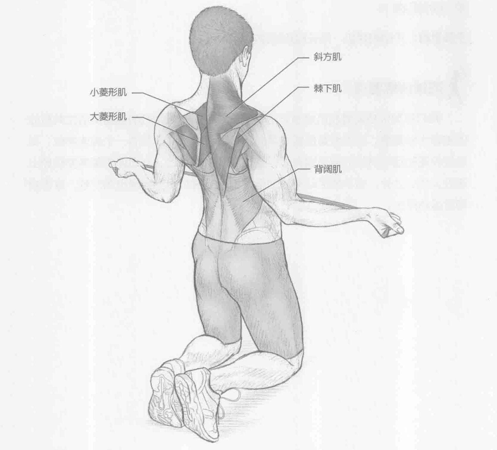 肩部收缩外旋：动作与肌群